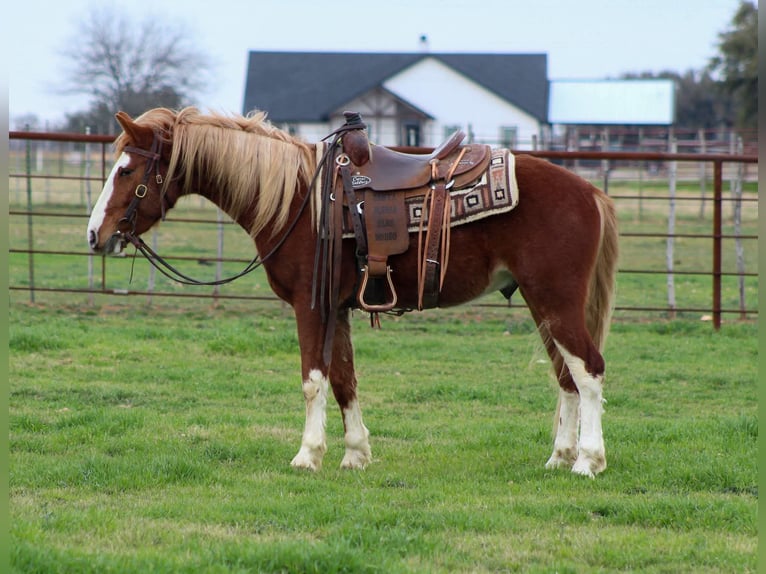 Mustang (amerikanisch) Wallach 5 Jahre 142 cm Dunkelfuchs in Stephenville Tx
