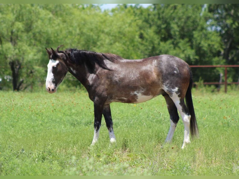 Mustang (amerikanisch) Wallach 5 Jahre 145 cm Rappe in Stephenville tX