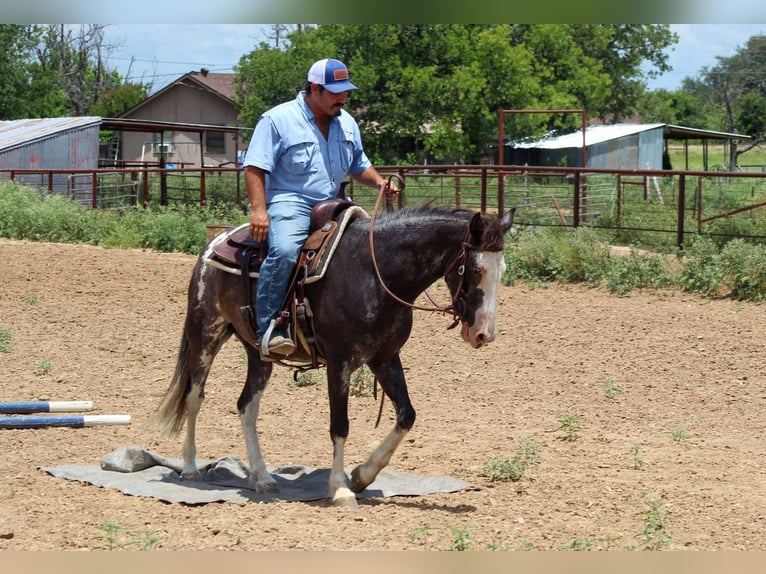 Mustang (amerikanisch) Wallach 5 Jahre 145 cm Rappe in Stephenville tX