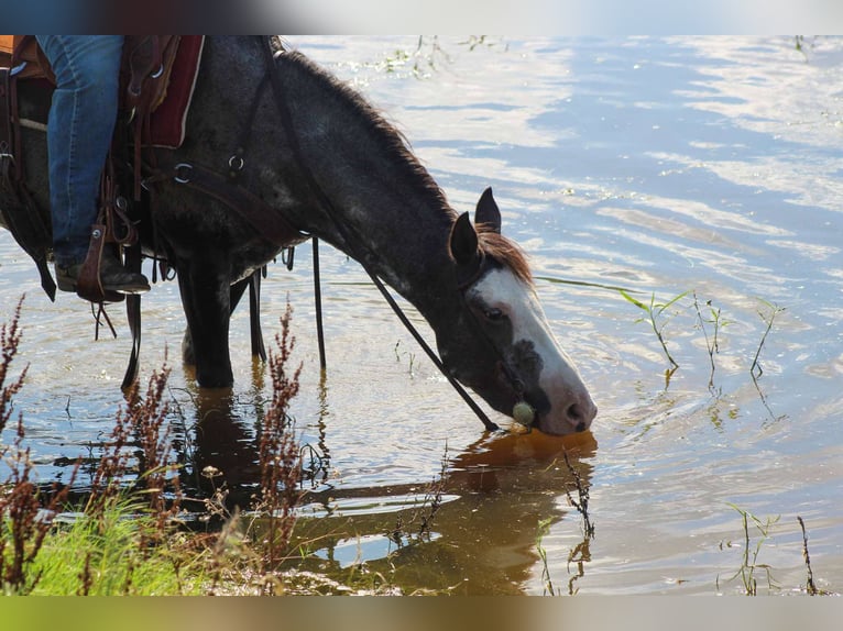 Mustang (amerikanisch) Wallach 5 Jahre 145 cm Rappe in Stephenville tX