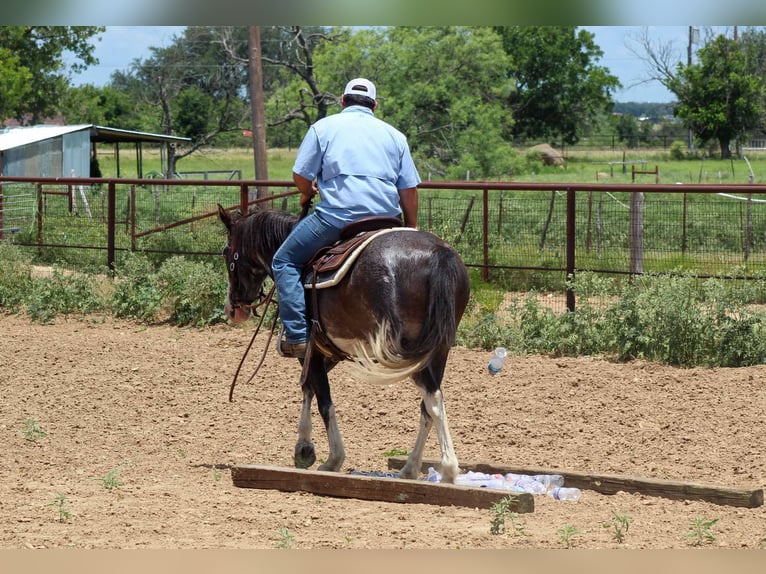 Mustang (amerikanisch) Wallach 5 Jahre 145 cm Rappe in Stephenville tX