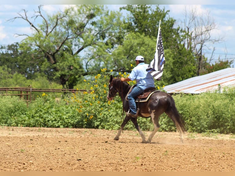 Mustang (amerikanisch) Wallach 5 Jahre 145 cm Rappe in Stephenville tX