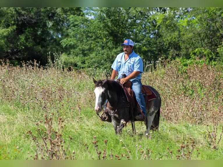 Mustang (amerikanisch) Wallach 5 Jahre 145 cm Rappe in Stephenville tX