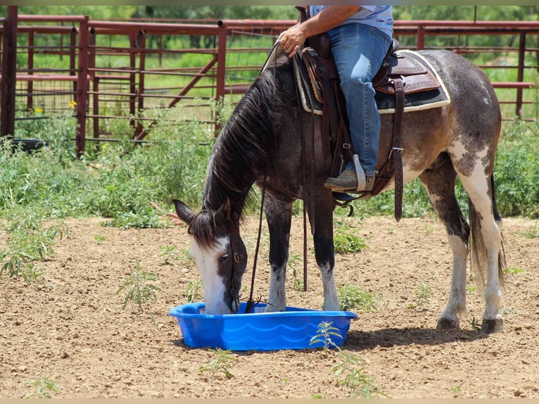 Mustang (amerikanisch) Wallach 5 Jahre 145 cm Rappe in Stephenville tX