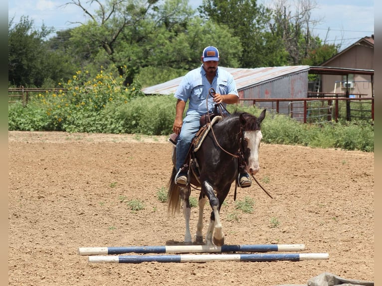 Mustang (amerikanisch) Wallach 5 Jahre 145 cm Rappe in Stephenville tX