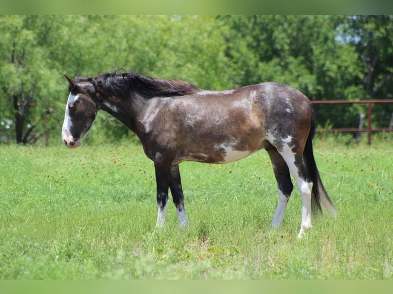 Mustang (amerikanisch) Wallach 5 Jahre 145 cm Rappe in Stephenville tX