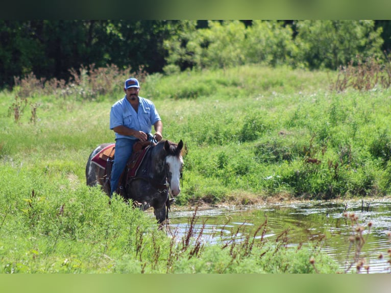 Mustang (amerikanisch) Wallach 5 Jahre 145 cm Rappe in Stephenville tX