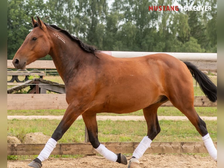 Mustang (amerikanisch) Wallach 5 Jahre 146 cm Brauner in Neu Drefahl