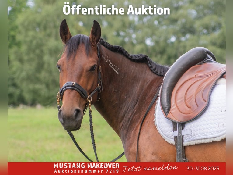Mustang (amerikanisch) Wallach 5 Jahre 146 cm Brauner in Neu Drefahl