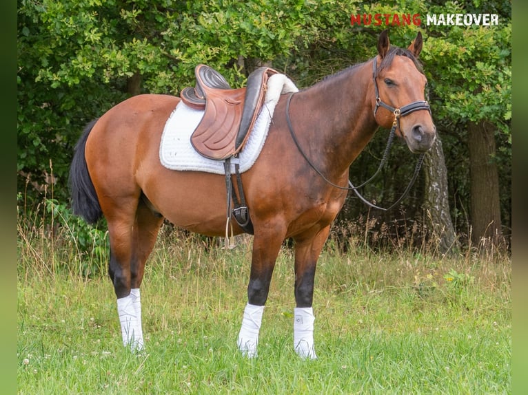 Mustang (amerikanisch) Wallach 5 Jahre 146 cm Brauner in Neu Drefahl