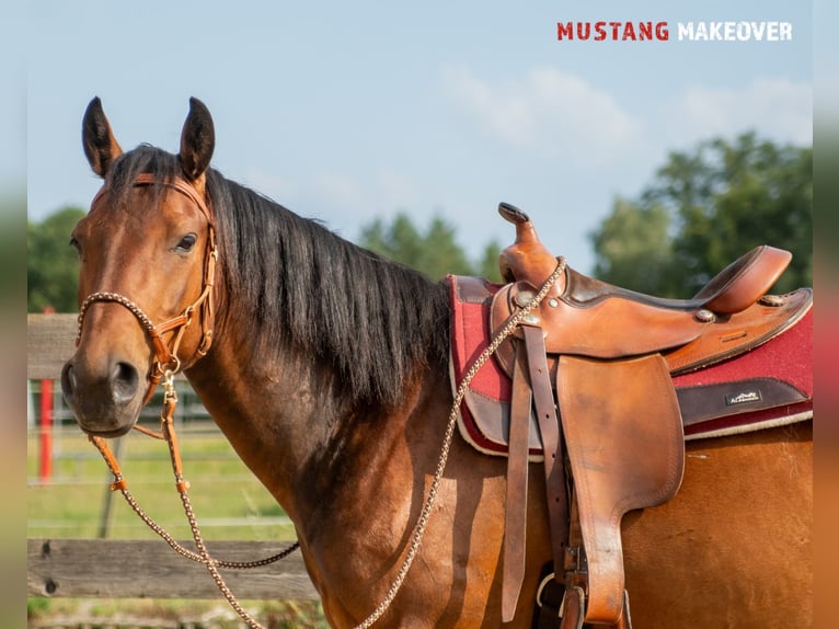 Mustang (amerikanisch) Wallach 5 Jahre 146 cm Brauner in Neu Drefahl