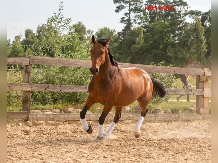 Mustang (amerikanisch) Wallach 5 Jahre 146 cm Brauner in Neu Drefahl