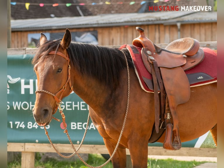 Mustang (amerikanisch) Wallach 5 Jahre 146 cm Brauner in Neu Drefahl