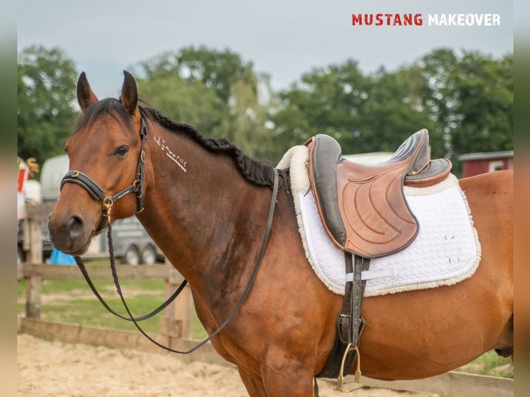 Mustang (amerikanisch) Wallach 5 Jahre 146 cm Brauner in Neu Drefahl