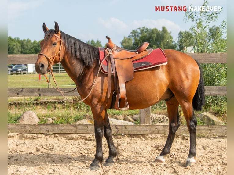 Mustang (amerikanisch) Wallach 5 Jahre 146 cm Brauner in Neu Drefahl