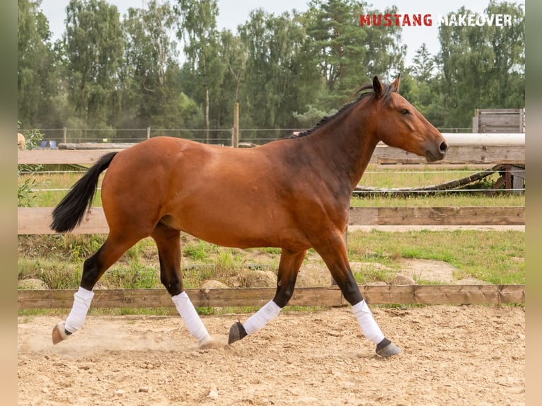 Mustang (amerikanisch) Wallach 5 Jahre 146 cm Brauner in Neu Drefahl