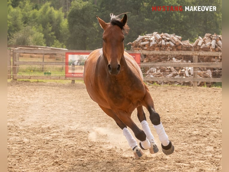 Mustang (amerikanisch) Wallach 5 Jahre 146 cm Brauner in Neu Drefahl