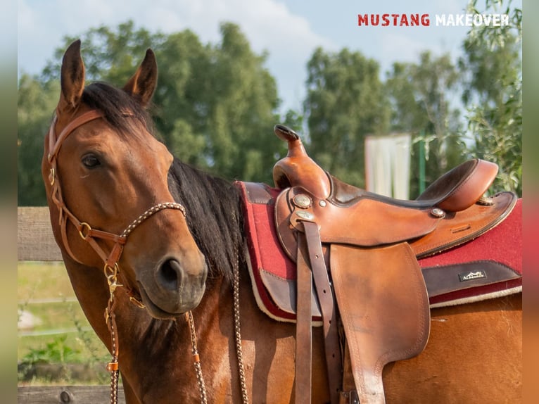 Mustang (amerikanisch) Wallach 5 Jahre 146 cm Brauner in Neu Drefahl