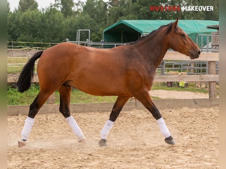 Mustang (amerikanisch) Wallach 5 Jahre 146 cm Brauner in Neu Drefahl