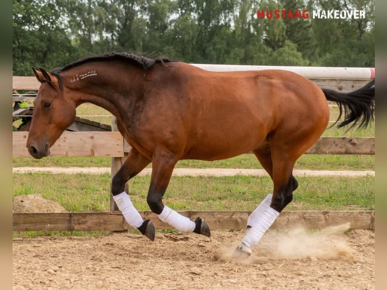 Mustang (amerikanisch) Wallach 5 Jahre 146 cm Brauner in Neu Drefahl
