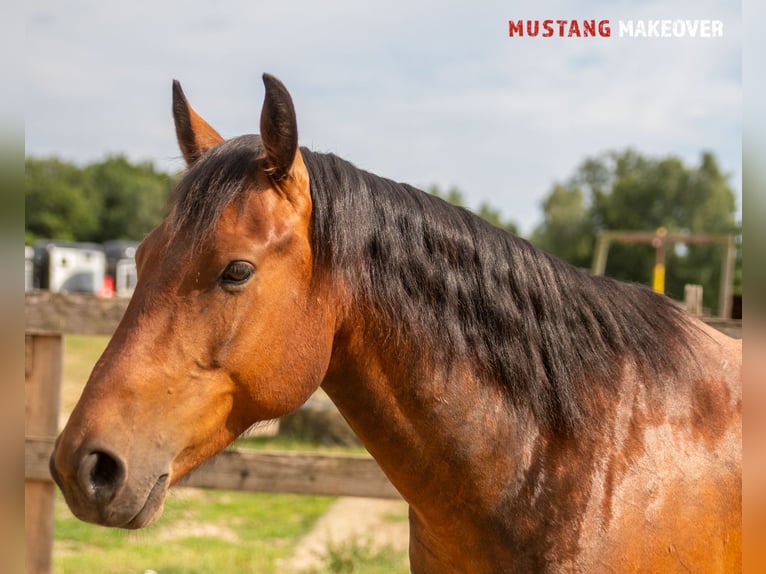 Mustang (amerikanisch) Wallach 5 Jahre 146 cm Brauner in Neu Drefahl