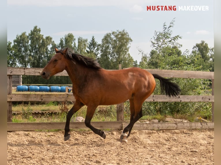 Mustang (amerikanisch) Wallach 5 Jahre 146 cm Brauner in Neu Drefahl