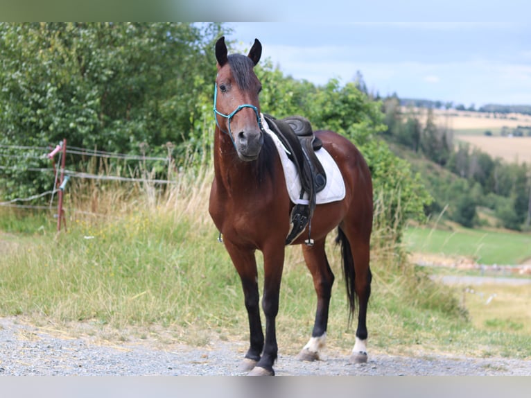 Mustang (amerikanisch) Wallach 5 Jahre 147 cm Brauner in Issigau