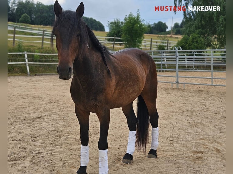 Mustang (amerikanisch) Wallach 5 Jahre 149 cm Brauner in Hof