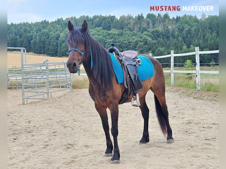 Mustang (amerikanisch) Wallach 5 Jahre 149 cm Brauner in Hof