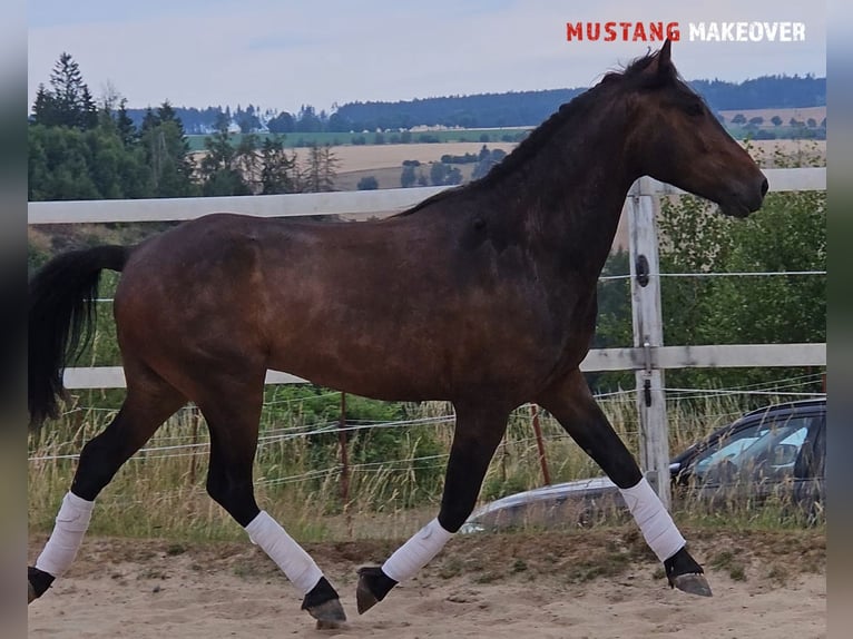Mustang (amerikanisch) Wallach 5 Jahre 149 cm Brauner in Hof