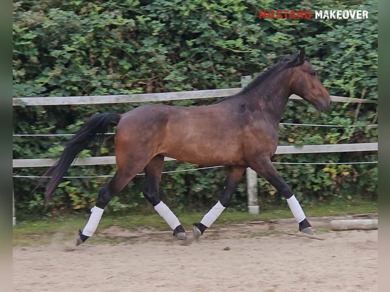 Mustang (amerikanisch) Wallach 5 Jahre 149 cm Brauner in Hof
