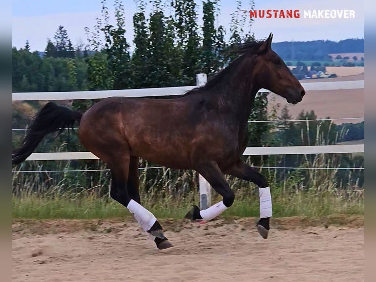 Mustang (amerikanisch) Wallach 5 Jahre 149 cm Brauner in Hof