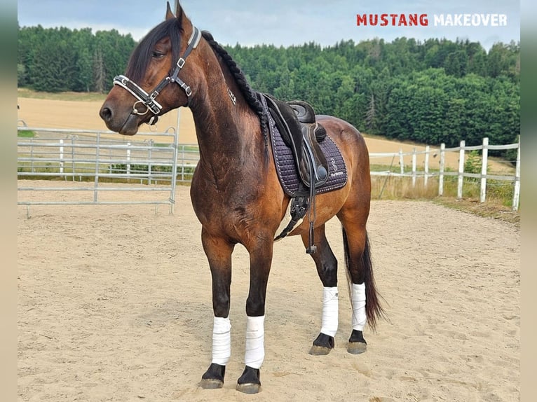 Mustang (amerikanisch) Wallach 5 Jahre 149 cm Brauner in Hof