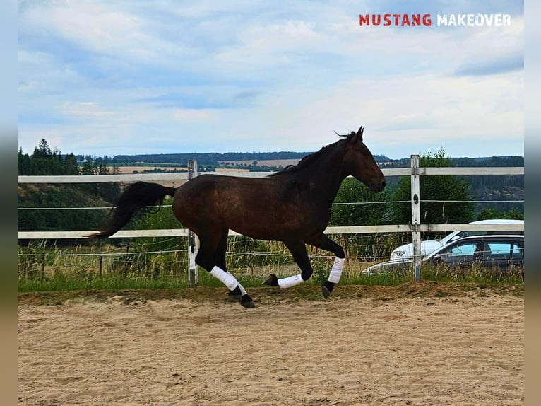 Mustang (amerikanisch) Wallach 5 Jahre 149 cm Brauner in Hof