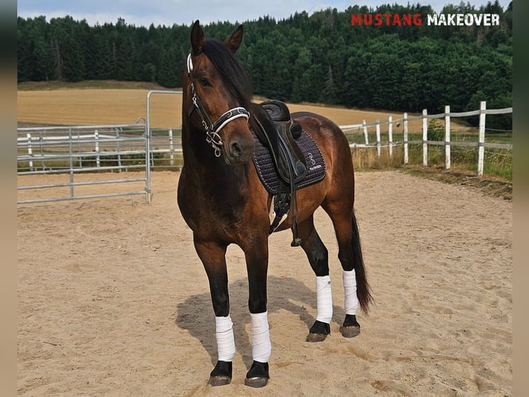 Mustang (amerikanisch) Wallach 5 Jahre 149 cm Brauner in Hof