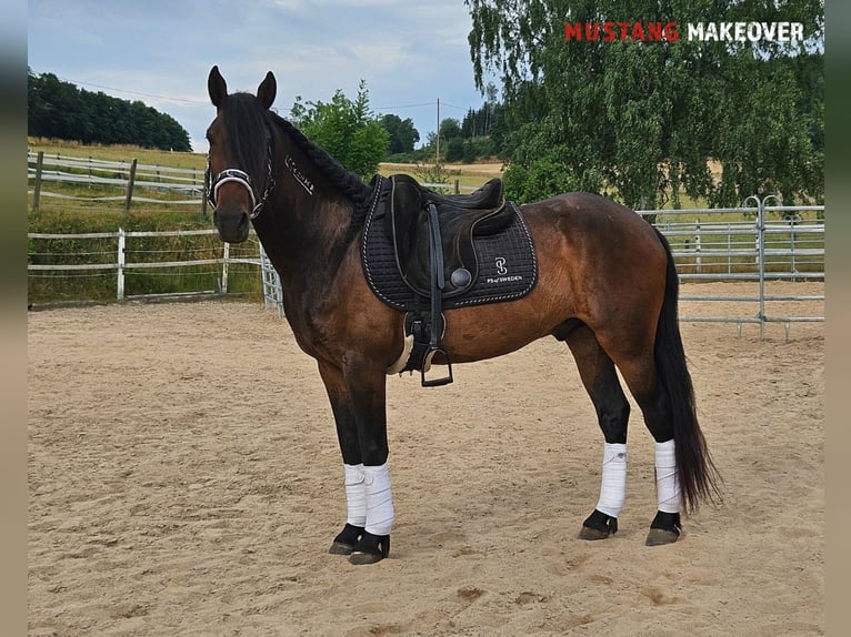 Mustang (amerikanisch) Wallach 5 Jahre 149 cm Brauner in Hof