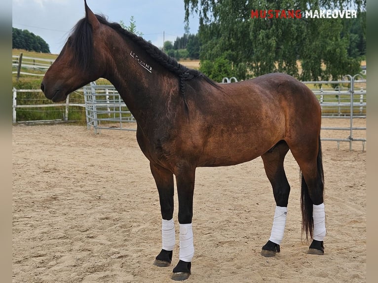 Mustang (amerikanisch) Wallach 5 Jahre 149 cm Brauner in Hof