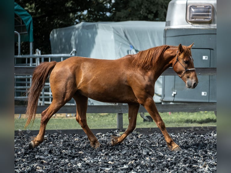 Mustang (amerikanisch) Wallach 5 Jahre 150 cm Fuchs in Wedemark