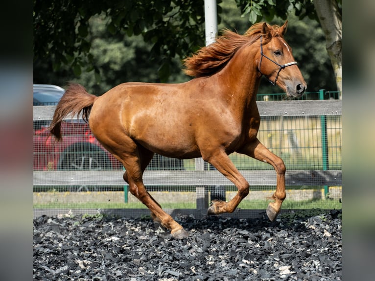 Mustang (amerikanisch) Wallach 5 Jahre 150 cm Fuchs in Wedemark