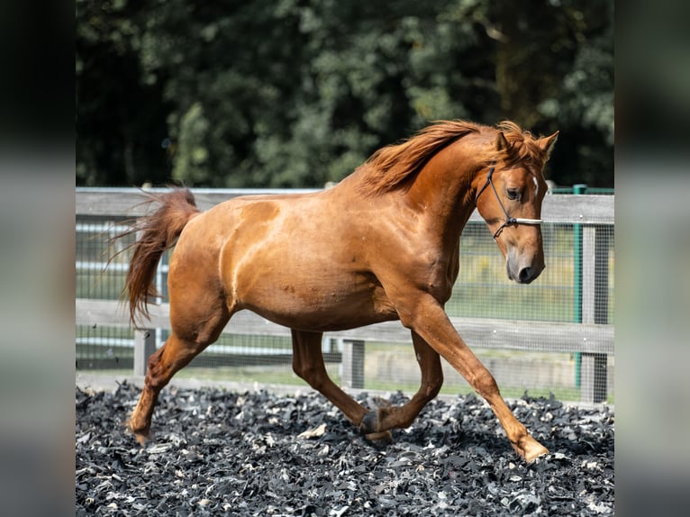 Mustang (amerikanisch) Wallach 5 Jahre 150 cm Fuchs in Wedemark