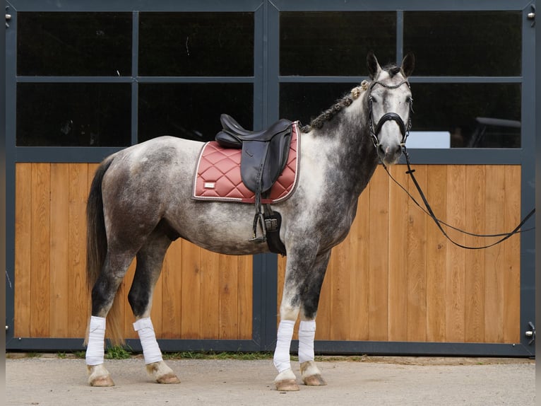 Mustang (amerikanisch) Wallach 5 Jahre 150 cm Schecke in Heinzenbach