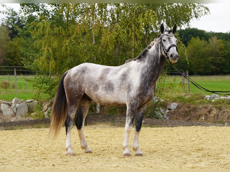Mustang (amerikanisch) Wallach 5 Jahre 150 cm Schecke in Heinzenbach