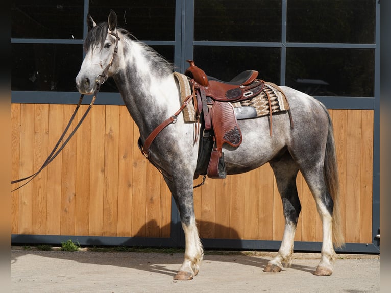 Mustang (amerikanisch) Wallach 5 Jahre 150 cm Schecke in Heinzenbach