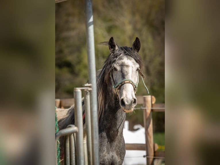 Mustang (amerikanisch) Wallach 5 Jahre 150 cm Schecke in Heinzenbach