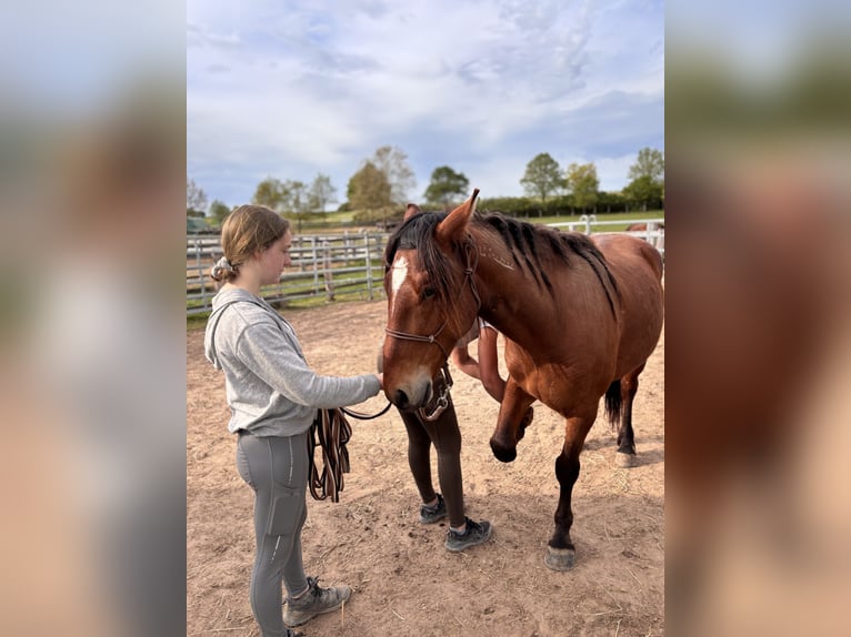 Mustang (amerikanisch) Wallach 5 Jahre 151 cm Brauner in Seeburg
