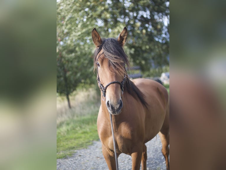 Mustang (amerikanisch) Wallach 5 Jahre 151 cm Brauner in Seeburg