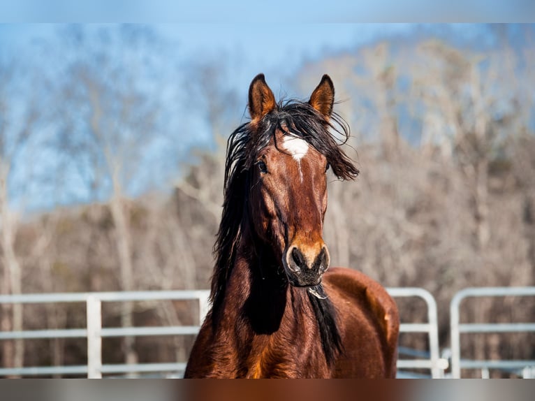 Mustang (amerikanisch) Wallach 5 Jahre 151 cm Brauner in Seeburg