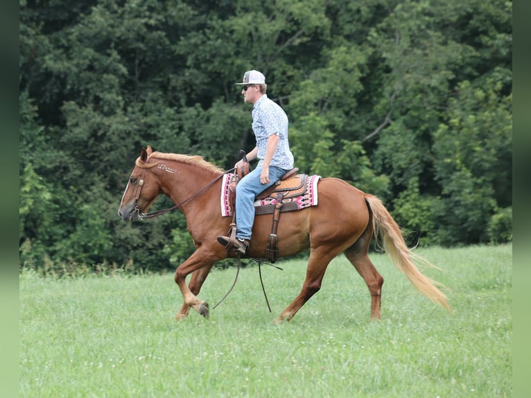 Mustang (amerikanisch) Wallach 5 Jahre 152 cm Dunkelfuchs in Parkers Lake, KY