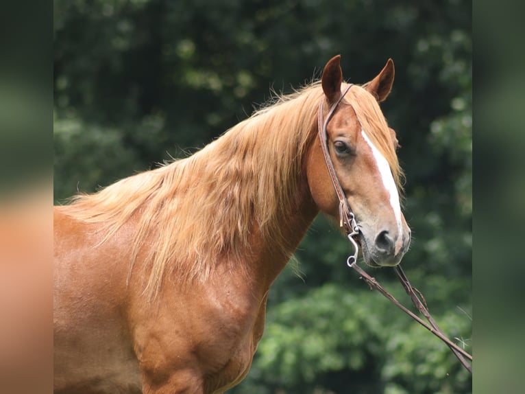 Mustang (amerikanisch) Wallach 5 Jahre 152 cm Dunkelfuchs in Parkers Lake, KY