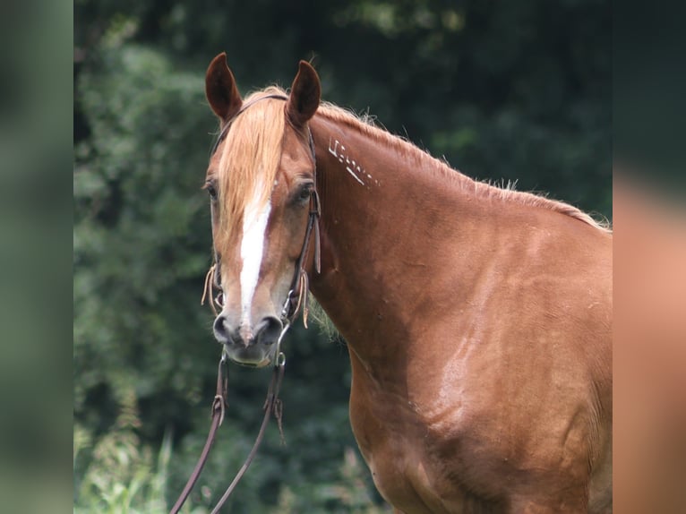 Mustang (amerikanisch) Wallach 5 Jahre 152 cm Dunkelfuchs in Parkers Lake, KY